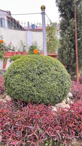 A well-manicured, round green bush is prominently displayed in the foreground. Surrounding the bush are vibrant red and green plants, creating a colorful contrast.