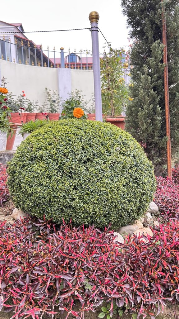 A well-manicured, round green bush is prominently displayed in the foreground. Surrounding the bush are vibrant red and green plants, creating a colorful contrast.