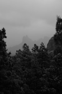 Black and white of desert trees sticking out in the foreground juxtaposed with rock formations looming in a foggy background in a similar pattern.