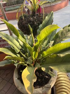 A close-up of a green plant with long, wavy leaves sits in a textured pot.