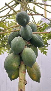 A close-up view of a papaya tree trunk featuring several green, unripe papayas hanging in clusters.