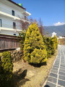 
A well-maintained garden pathway lined with neatly trimmed coniferous shrubs and ornamental grasses.