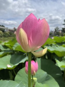 A close-up of a blooming pink lotus flower, showcasing its delicate petals that transition from a vibrant pink to a soft yellow at the tips. 