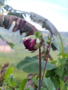 
A close-up of a budding flower with deep purple and cream-colored petals, set against a blurred background of lush green foliage and banana leaves. 