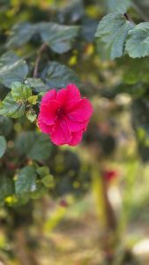 
A vibrant pink flower blooms amid green foliage, showcasing its layered petals and delicate stamen.