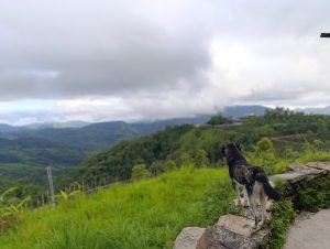 A dog with a black and white coat stands on a rocky ledge, gazing out over a lush, green landscape of rolling hills and valleys under a cloudy sky.