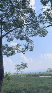 
A scenic view of a green landscape featuring tall trees with lush foliage in the foreground.