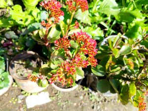 A vibrant plant with clusters of small, red flowers surrounded by green leaves, set against a backdrop of additional foliage and clay pots in a garden.