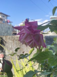 A close-up of a pink rose with layered petals, set against a blurred background of buildings and a clear blue sky. 