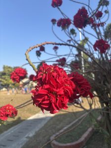 A close-up view of vibrant red flowers on a twisted branch, set against a clear blue sky.