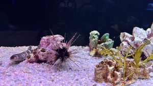 A purple sea urchin with long spines sits on white gravel near colorful coral formations and a small fish.