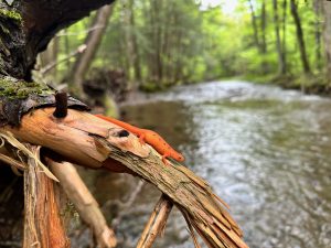 An orange-colored red eft Eastern newt sitting on a wet log above a stream with green trees in the background.
