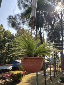 A potted plant with long, green leaves is suspended from a hook.