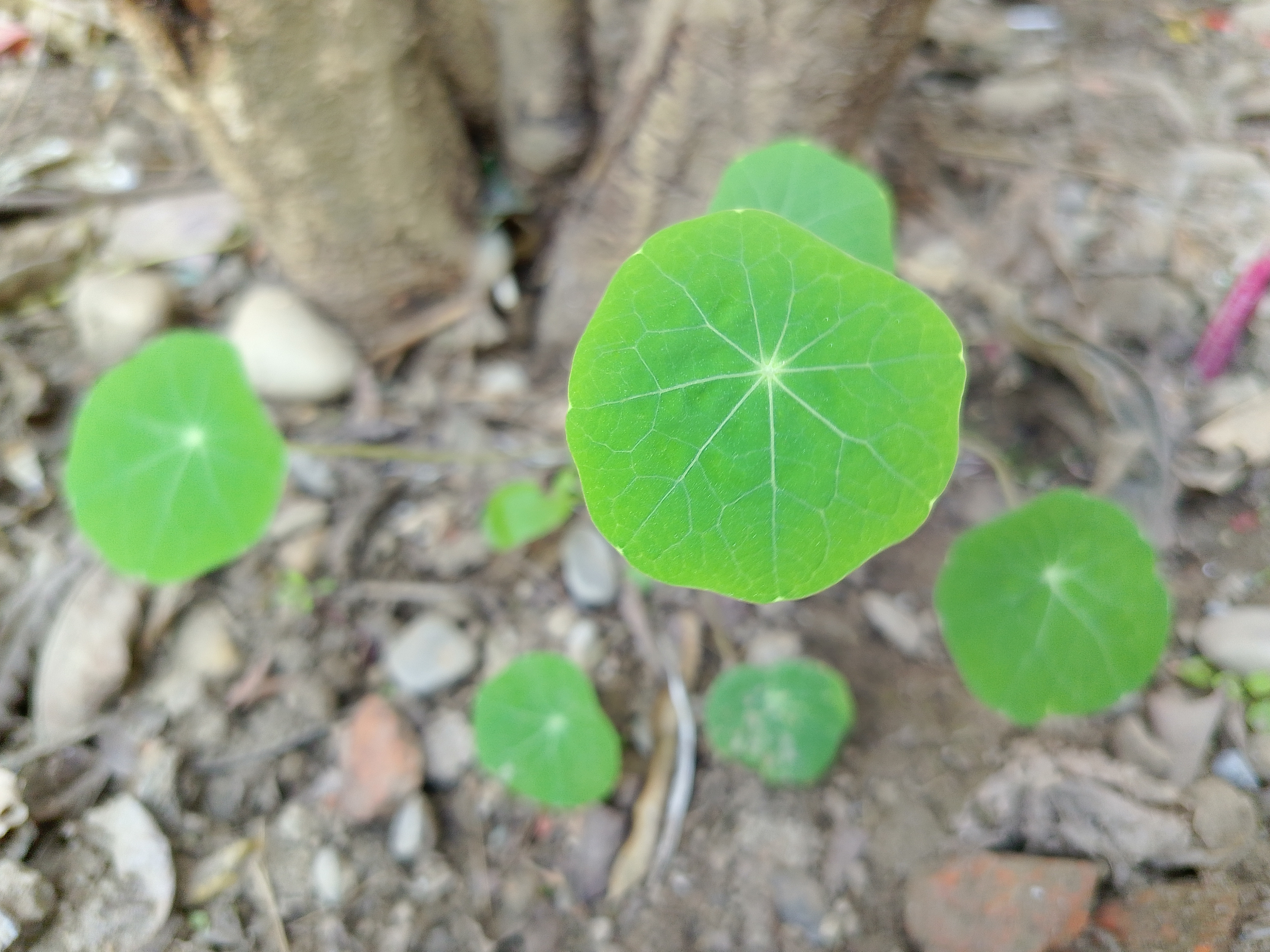 A cluster of bright green, round leaves with prominent veins, growing from the ground near a tree trunk