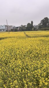 A field of bright yellow mustard flowers covers the land.