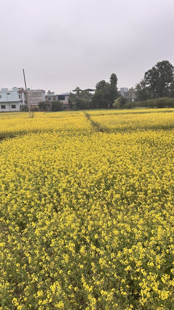 A field of bright yellow mustard flowers covers the land.
