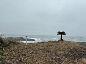 A lone palm tree on grassy slopes leading to a rocky shoreline in Isumi, Chiba.