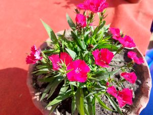 A vibrant cluster of pink flowers with fringed petals is blooming in a clay pot filled with soil. 