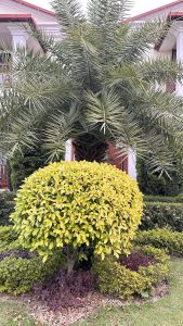 A landscaped garden scene featuring a large, round, vibrant yellow bush at the center, surrounded by smaller green and purple shrubs. 