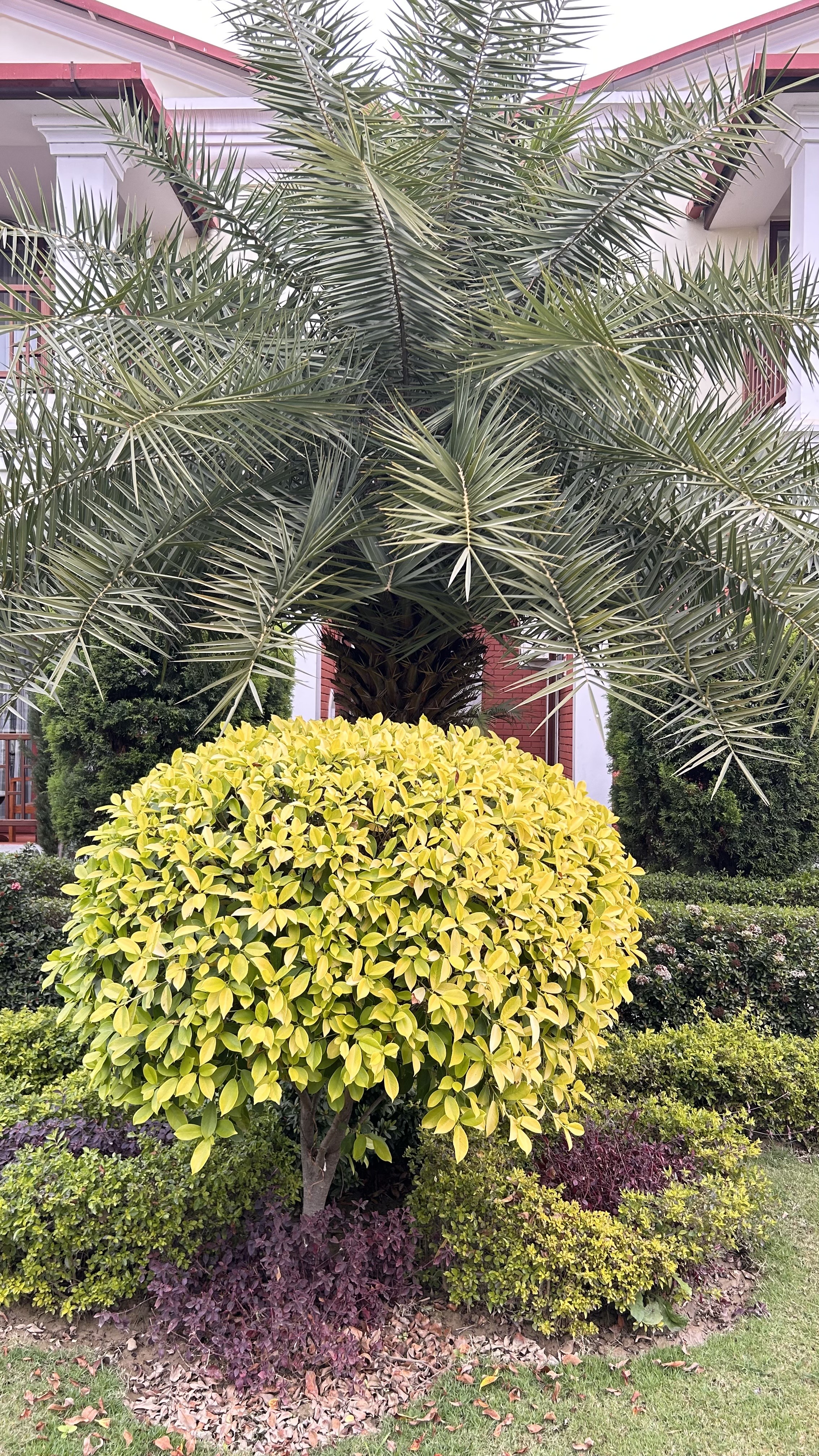 A landscaped garden scene featuring a large, round, vibrant yellow bush at the center, surrounded by smaller green and purple shrubs.