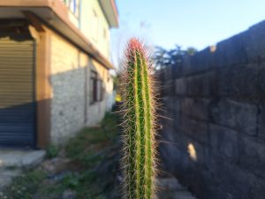 A close-up view of a tall cactus with long, thin spikes, set against a partially blurred background featuring a stone wall and a building.