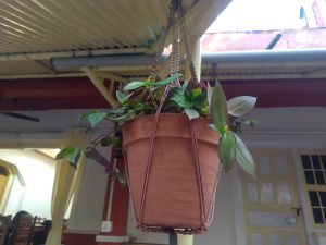 A hanging terracotta plant pot filled with green plants is suspended from a ceiling, featuring natural light from nearby windows. 