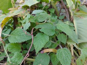 A close-up of green Sisno (Urtica dioica) leaves, showing different shapes, textures, and some serrated edges.