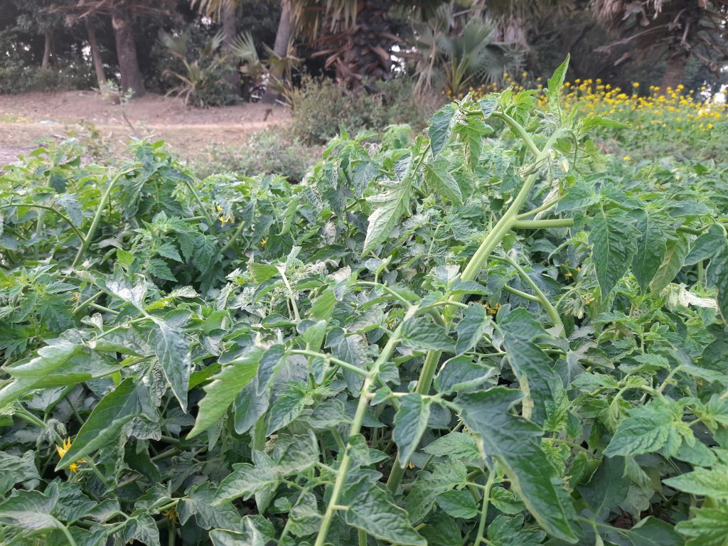 A lush tomato garden with dense green plants and small yellow flowers, surrounded by trees and yellow wildflowers, in Harbaid, Gazipur.