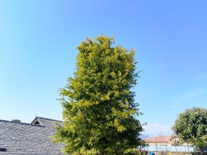 A tall green tree stands against a clear blue sky.