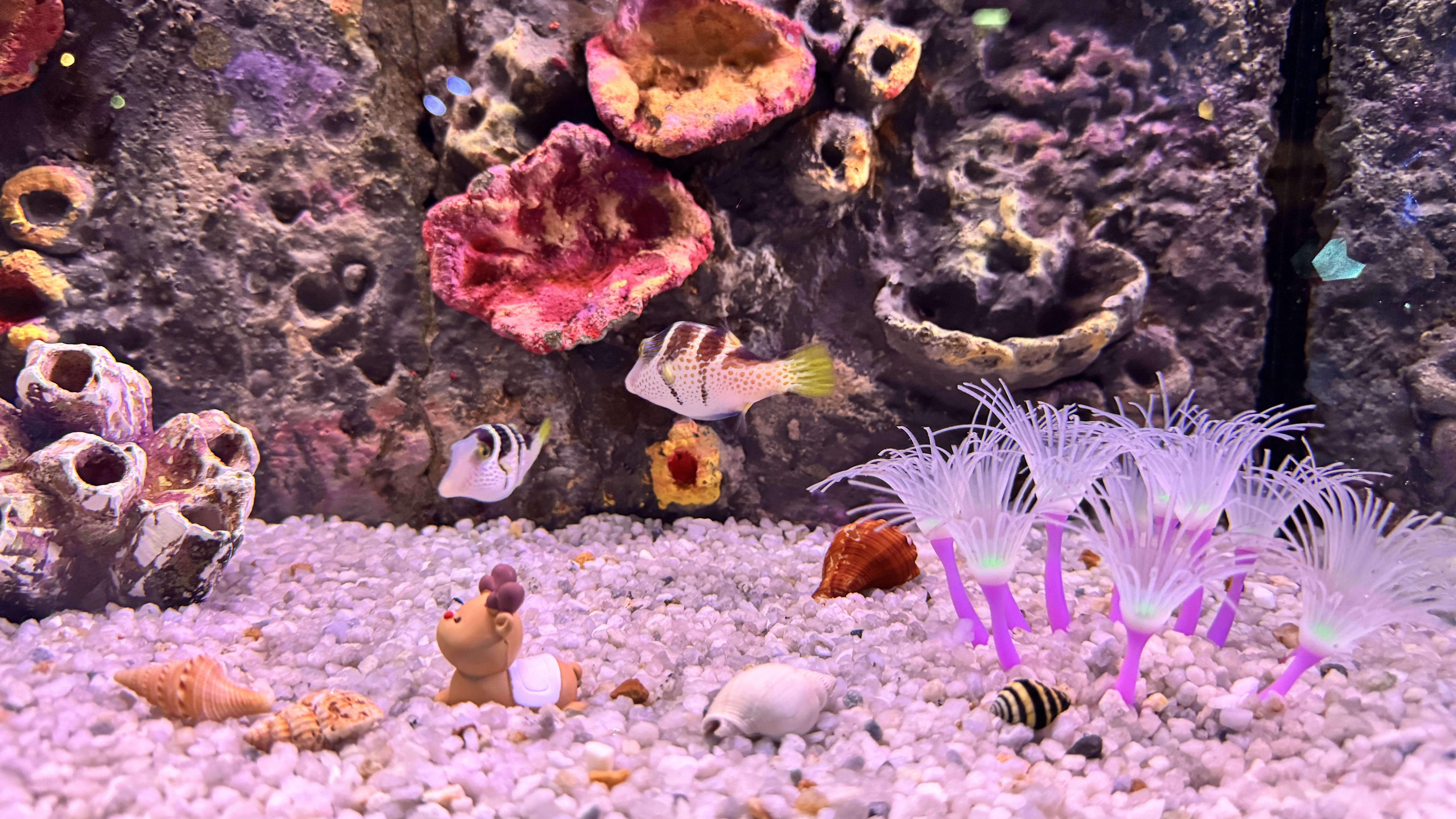 Two small black-and-white striped puffer fish swim near glowing white and purple sea anemones on white pebbles.