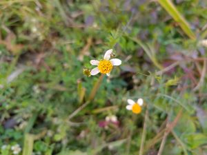 A close-up photograph of a small flower with white petals and a vibrant yellow center, surrounded by green grass and foliage.