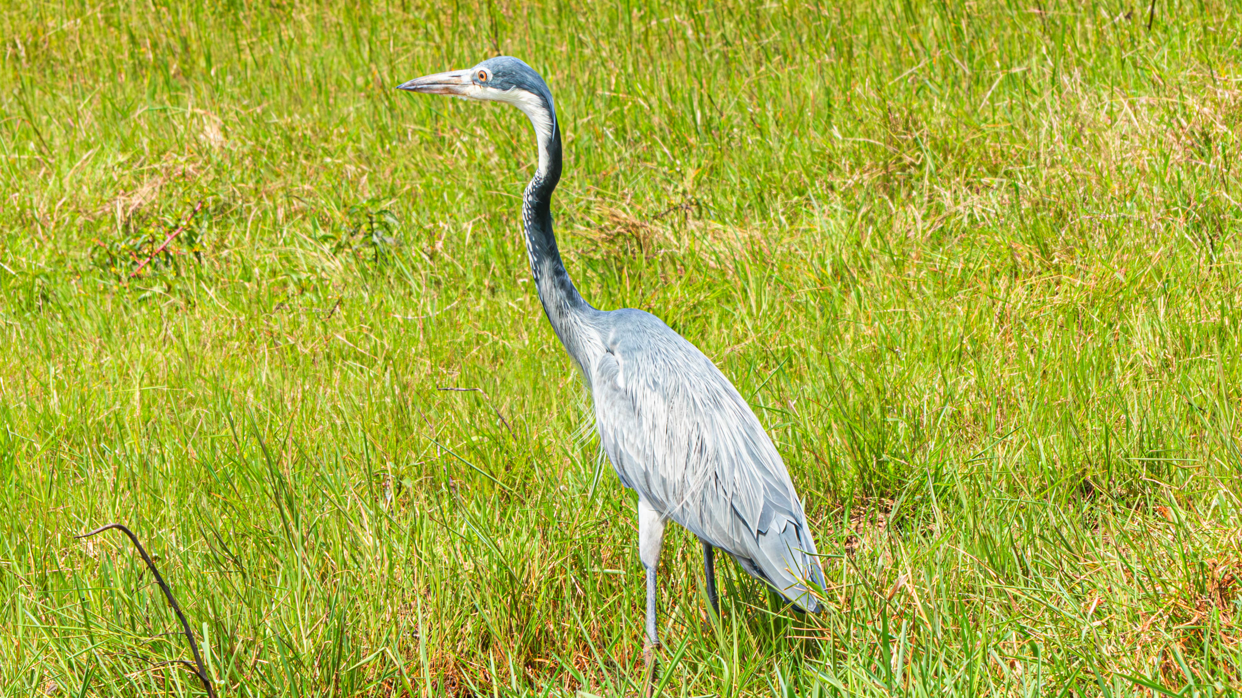 The Ugandan Blue Heron is one of Uganda&rsquo;s rare birds.