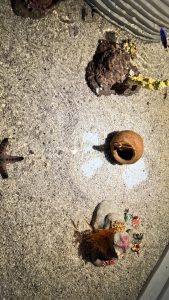 Top-down view of a sandy aquarium with a starfish, a small clay pot with a fish, and coral rocks.