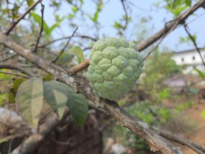 

A close-up view of a green, cherimoya fruit hanging on a thin branch, surrounded by green leaves.