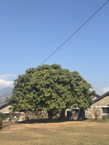 A large, green tree stands prominently in the foreground against a clear blue sky.