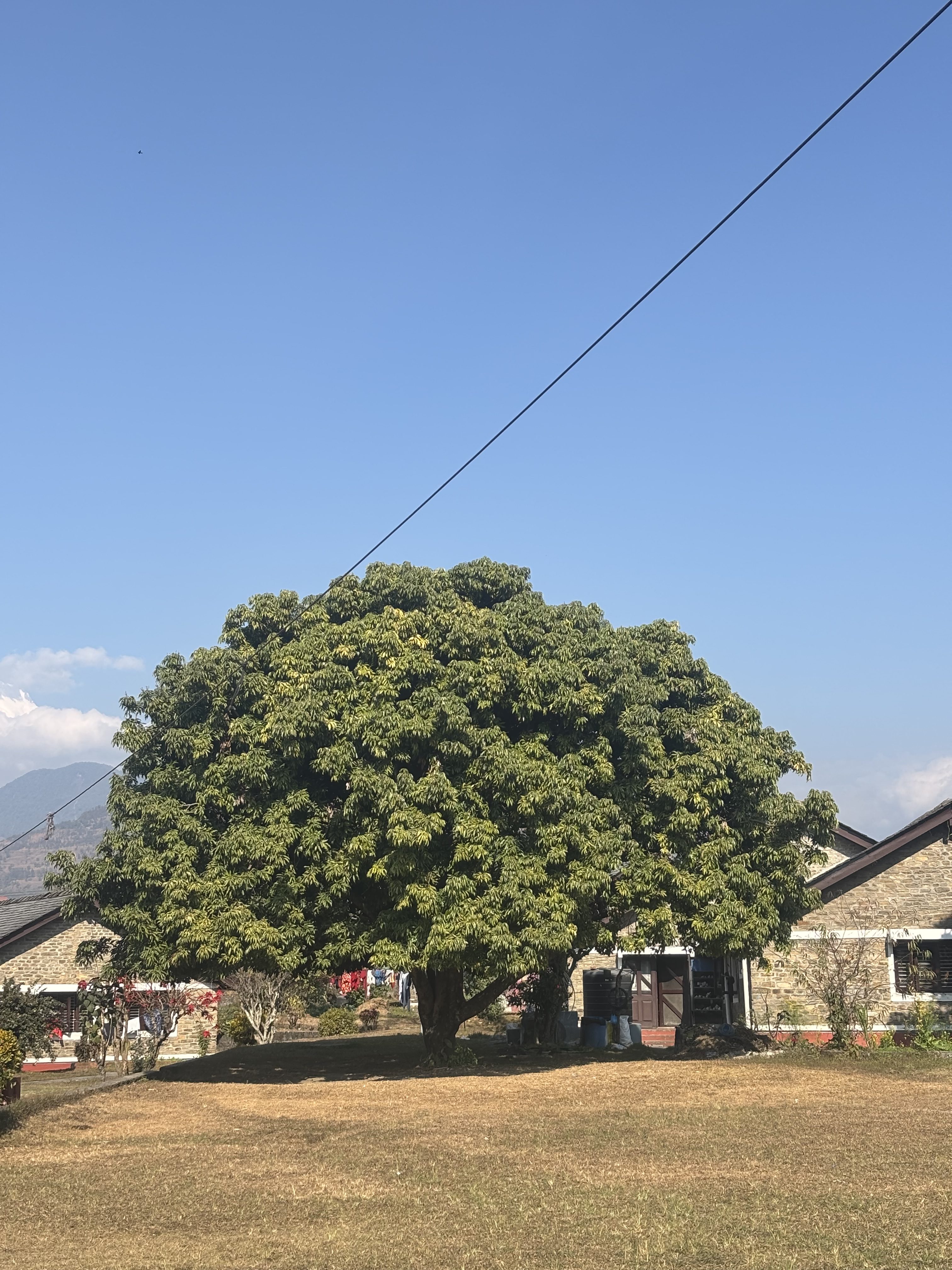 A large, green tree stands prominently in the foreground against a clear blue sky.