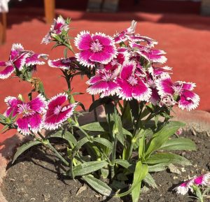 A vibrant cluster of pink flowers with white fringed edges is blooming in a potted plant. 