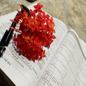 A close-up view of a vibrant bunch of small, red flowers resting on an open textbook. 
