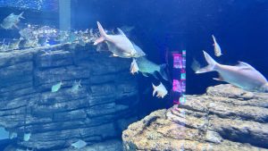 Several silver fish with red-tipped fins swimming past a rocky underwater formation in a large blue aquarium.