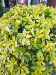 A close-up view of a bush with lush green leaves, featuring a mix of bright green and yellowish-green foliage.