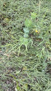 A close-up view of a patch of green vegetation, showcasing various plants and grasses.