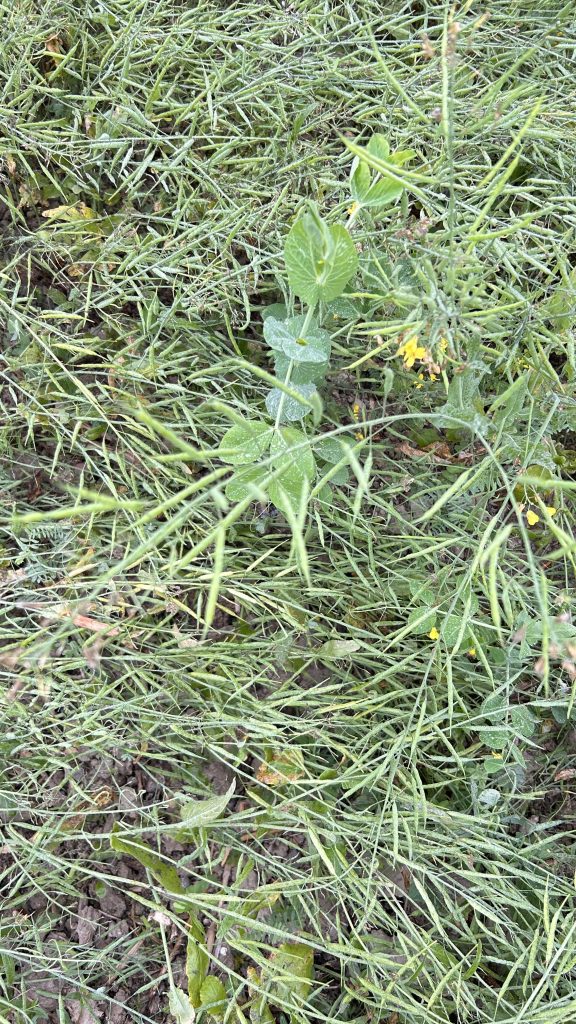 A close-up view of a patch of green vegetation, showcasing various plants and grasses.