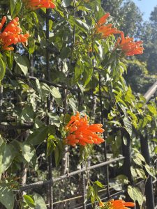 Bright orange flowers with shiny green leaves climb along a dark fence in soft sunlight.