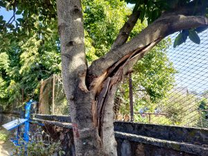 A close-up of a tree trunk showing a split in the bark, revealing a section of damaged wood. 