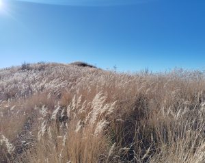 
A golden field of tall, wispy grass stretches across the landscape, gently swaying under a clear blue sky. 