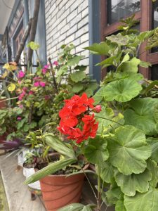A close-up view of vibrant red geranium flowers surrounded by lush green leaves in various pots.