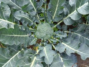 A close-up view of a healthy broccoli plant, showcasing its vibrant green head surrounded by broad, dark green leaves.