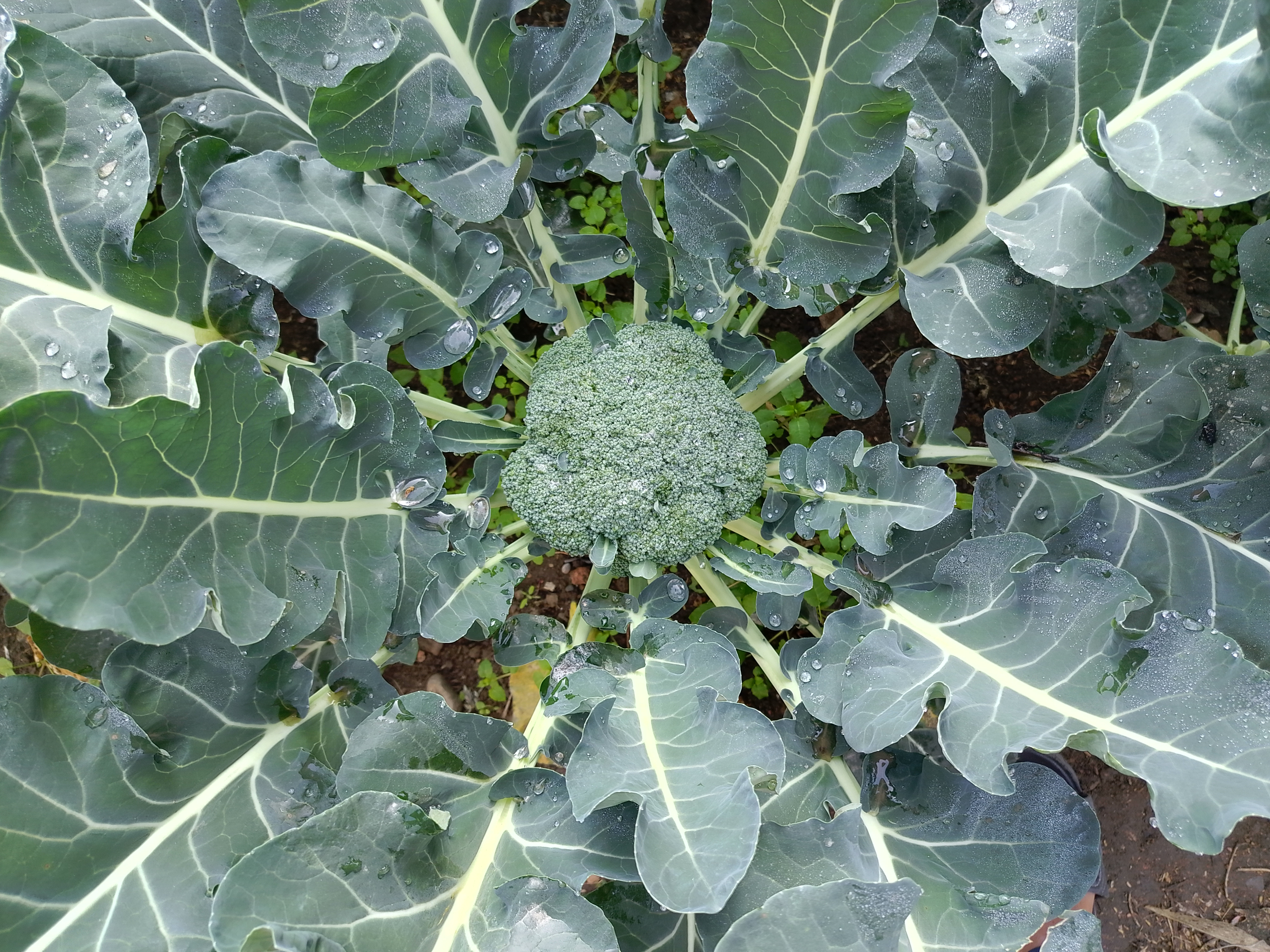 A close-up view of a healthy broccoli plant, showcasing its vibrant green head surrounded by broad, dark green leaves.