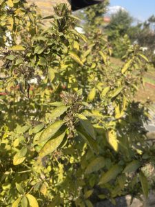 A close-up view of a plant with yellowing leaves and clusters of small buds.