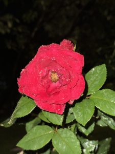 A close-up of a vibrant red rose covered in droplets of water.